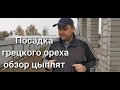 Посадка грецких орехов, цыплята