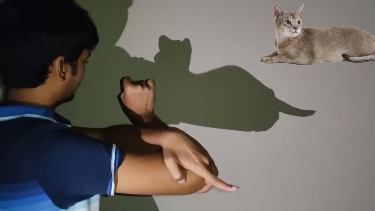 Hand On Animals Shadow 🤙 - YouTube