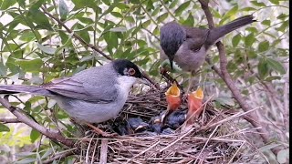 The Sardinian Warbler birds feeding their chicks