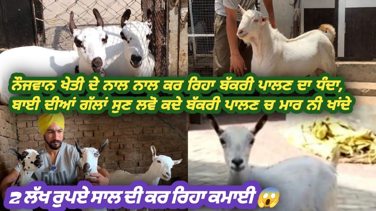 ਨਵਾ ਬੱਕਰੀ ਫਾਰਮ ਕਰਨ ਤੋਂ ਪਹਿਲਾ ਬਾਈ ਦੀਆ ਗੱਲਾਂ ਜਰੂਰ ਸੁਣ ਲੈਣਾ ਘਾਟਾ ਨੀ ਪੈਦਾਂ @pb30aalegill #bakripalan