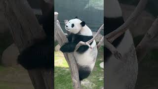 🐼四海的微笑！The Smile Of A Giant Panda #Animal 【跟着图尔去旅行】