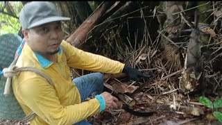 Download Lagu PUCUK REBUNG DIMAKAN OLEH LANDAK??//KUTIP BUAH KEPAYANG JATUH MP3 Download Lagu PUCUK REBUNG DIMAKAN OLEH LANDAK??//KUTIP BUAH KEPAYANG JATUH MP3