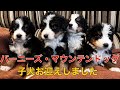 大型犬 バーニーズマウンテンドッグの子犬お迎えしました！