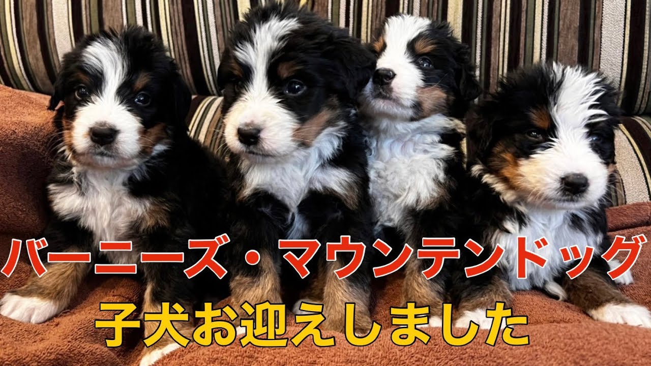 大型犬 バーニーズマウンテンドッグの子犬お迎えしました！