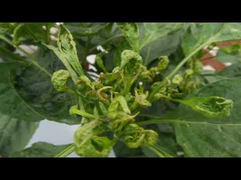 Video: Enfermedad de la pimienta: lo que los jardineros deben saber