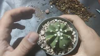 Rinvasare Cactus | Panta grassa | Echinopsis