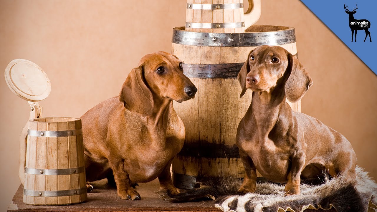 Beer For Dogs YouTube