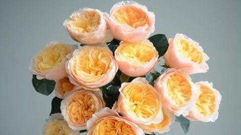 Tiếng nói của cỏ cây   Tập đọc lớp 4 kết nối tri thức với cuộc sống