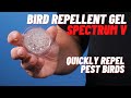 Spectrumv holographic bird gel quickly repel birds with bird repellent gel bird b gone products