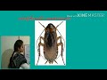 Study of animal cockroach