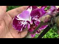 Свежий завоз орхидей во второй Леруа Мерлен 26 февраля 2021 г, Дарвин, Пурпурный Дождь, Претория ...