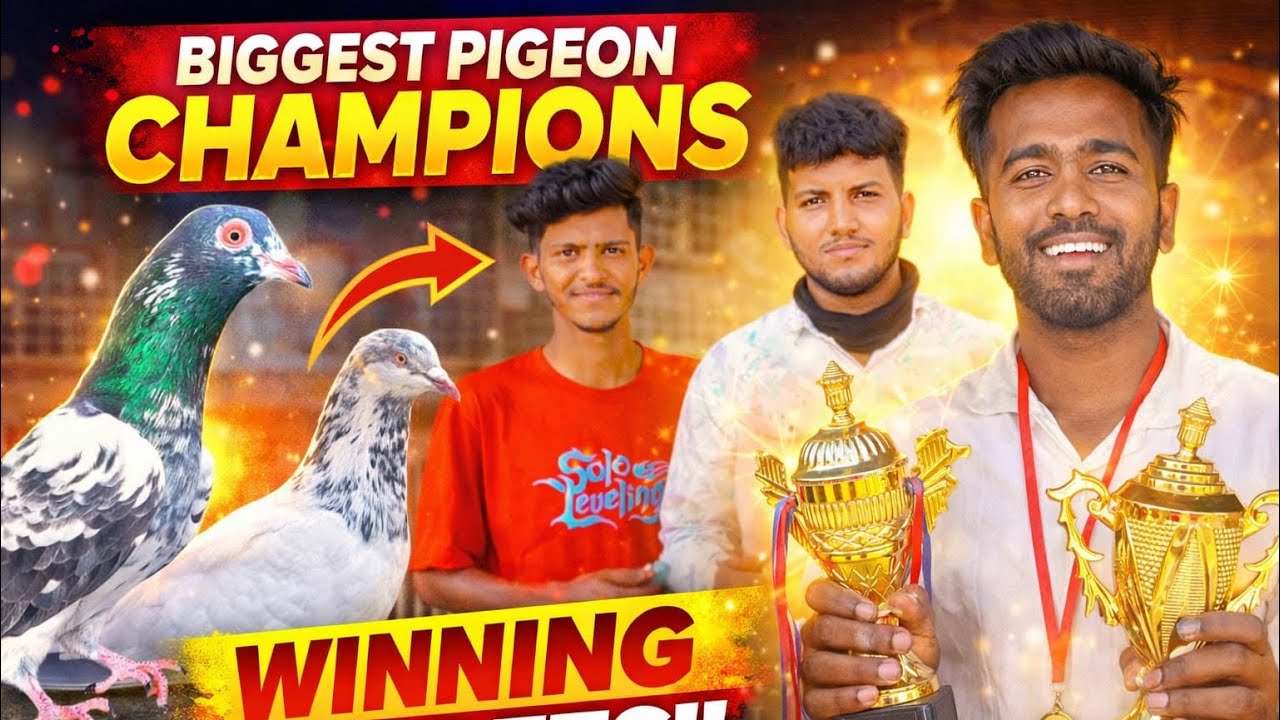 Makku aana KE ghar KE Kabutar ♥️😍 purane nasal KE Kabutar ka shok ♥️😊