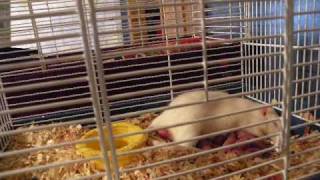 Rat Mom Babies Time Lapse