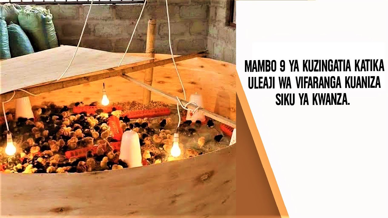 MAMBO 9 YA KUZINGATIA KATIKA  ULEAJI WA VIFARANGA KUANIZA          SIKU YA KWANZA.