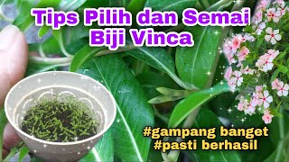 Tips Pilih dan Semai Biji Vinca