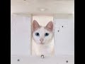 骨肉腫で断脚した猫。本日無事転移なく1年を迎えました!また次の1年を無事に過ごせますように!