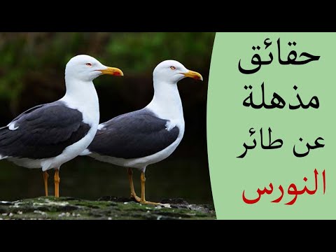 فيديو: أي نوع من الطيور هو الفولمار؟