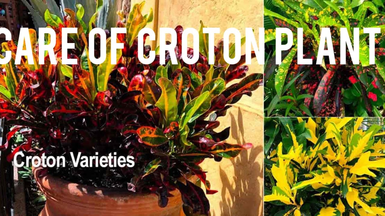 croton plant care/croton plants ki care kaise karen/how to grow crotons