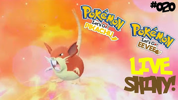 Shiny Raticate Live Reaction! | Pokemon Let