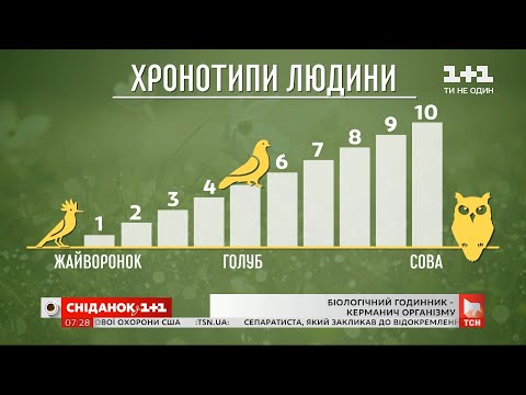 "Совы" или "жаворонки": как работают биоритмы в живых организмах и что такое "биологические часы"