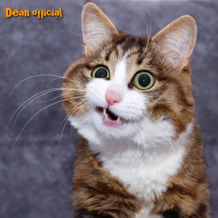 Tik Tok Kucing Lucu