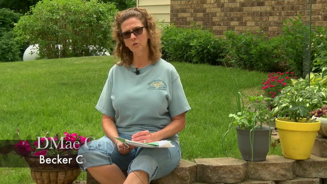 What's Wrong With My Plant?