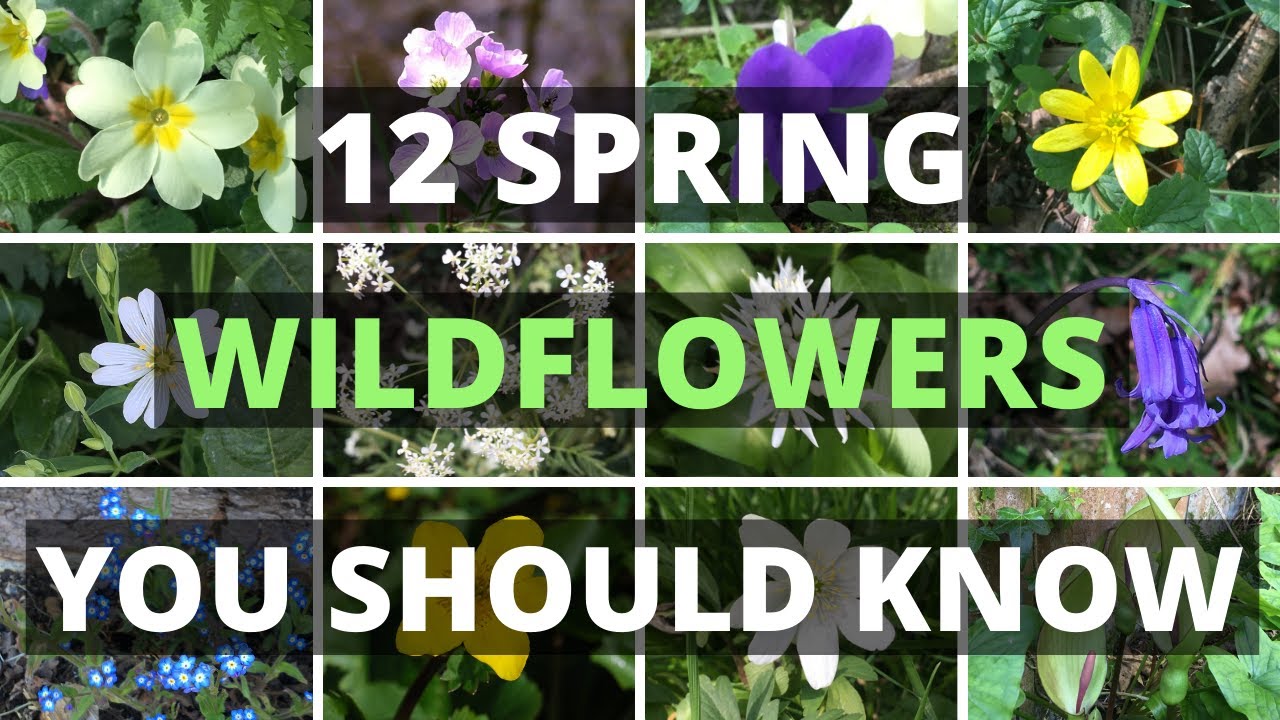 12 Spring Wildflowers You Should Know