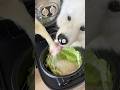 チャーハンつくってみたら爆食してくれました!