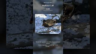Mallard Call | Bird Sound Atlas #Shorts
