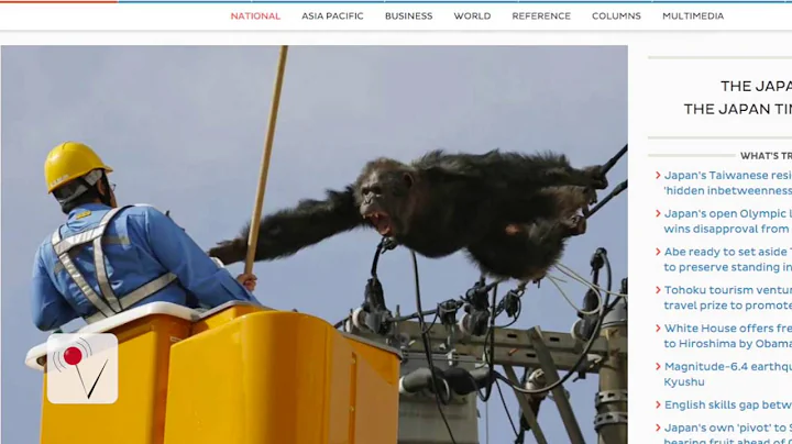 Chimp Escapes Zoo Takes a Swing on Power Lines