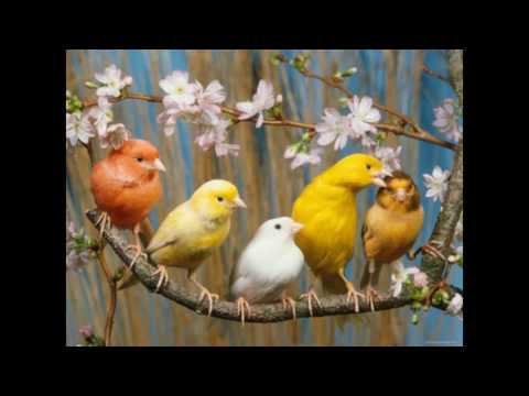 \"ჰიმნი დედაენას\"