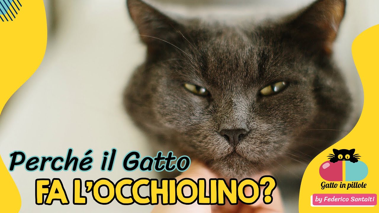 Il gatto manda i baci con gli occhi?🐱