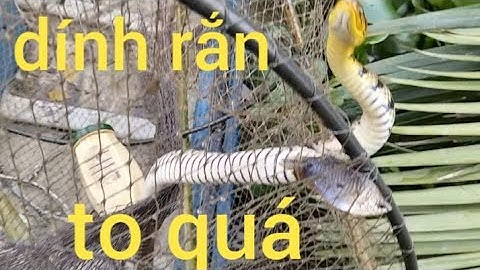 Đặt lợp dính rắn to, cá lóc, cá trê, cá lau kiếng to quá..