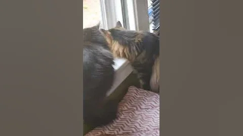 Video 8871211: mainecoon cutecat meow, mainecoon cutecat pets, mainecoon cutecat cat