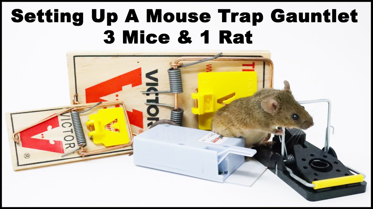 Setting Up A Snap Alert Mouse Trap Gauntlet In The Barn. 100% Success Catch  Rate - Mousetrap Monday 