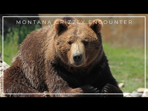 This is a Safe Way to See Grizzly Bears Without Risking Your Life!