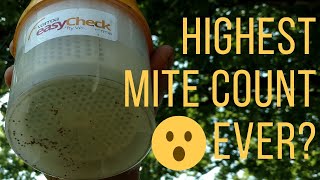 🔵Alcohol wash with INSANE mite load!