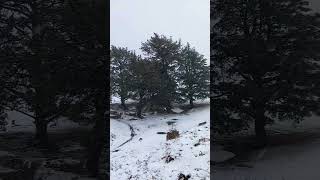 Nieve en los Pinos de Garabandal.
