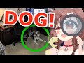 Korone Gets Excited Every Time She Saw Doggos in Her Viewers' Rooms [Eng Sub/Hololive]
