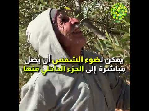 تعر ف على تقنيات تقليم شجر الزيتون ومزاياه