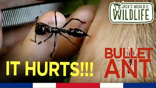 Stung By A Bullet Ant The Truth