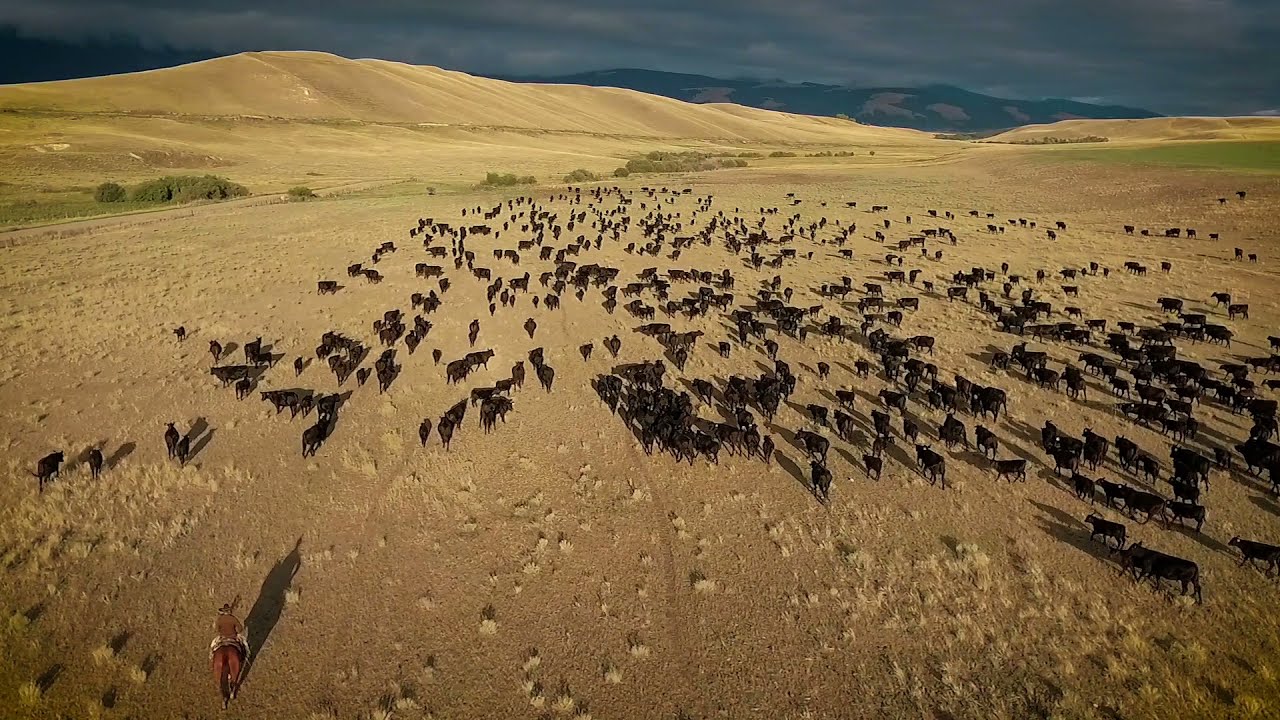 UA IE for Jon Tester for Senate, "Montana"