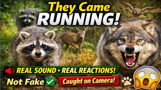 Real Wild Animal Sounds & Their Natural Reactions (Caught on Camera)