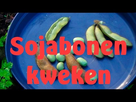 Video: In welke maand plant je sojabonen?