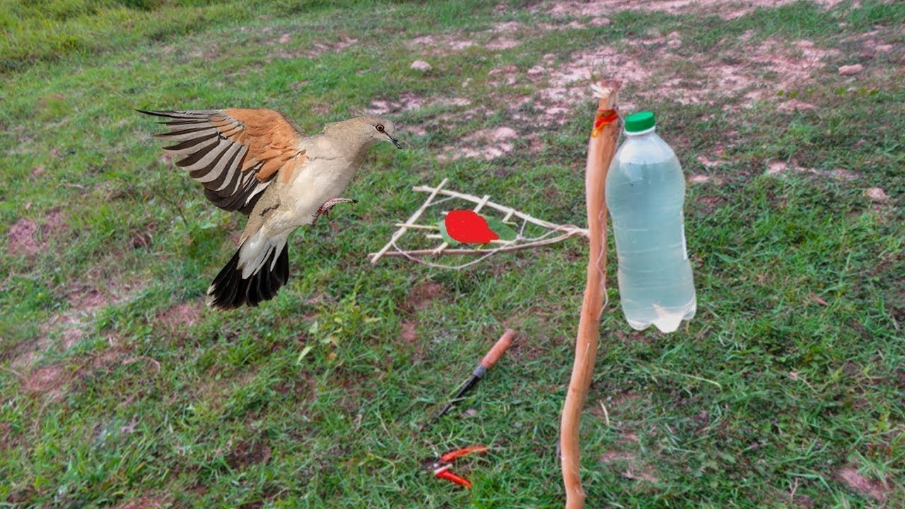 Piège à oiseaux à l'aide de la bouteille d'eau - Comment faire un piège à  oiseaux !!! 