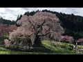 Matabe Zakura A Sakura Centenária 