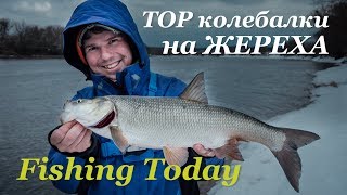 Ловля жереха на спиннинг. Какие блесны работают - Fishing Today