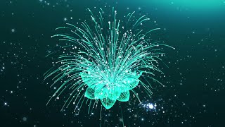 Animation Video background - Motion graphics - Background Video Effect - Full HD - 4K