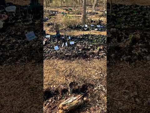 Preparing native plant nursery for spring garden shorts ohio by Permaculture Now