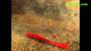 Fire Cracker Explosion - SLOW MOTION
